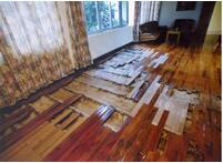 白蚁咬坏木地板